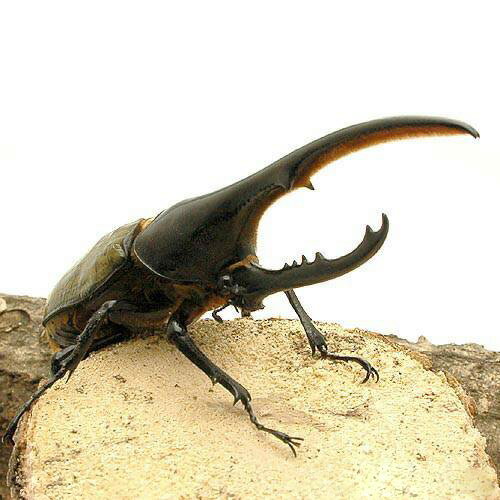 �ʺ���˥إ饯�쥹���إ饯�쥹�������ɥ롼�׻�������ʽ��2��ˡ�1ɤ�ˡ��̳�ƻ���彣�Ҷ������ݲ�