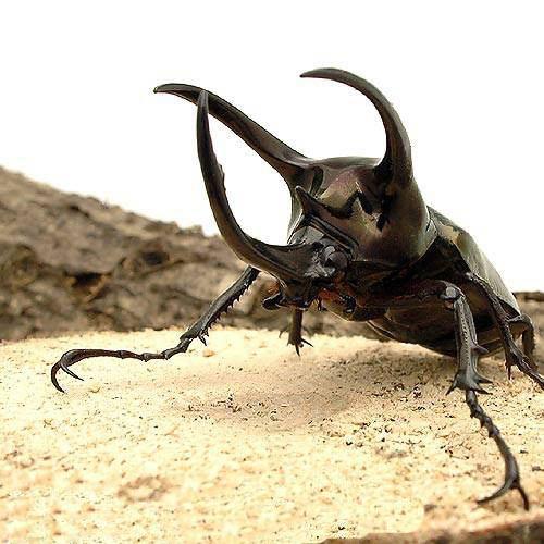 楽天市場】ギアスゾウカブトの通販