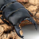(昆虫)ユーリケファルスヒラタクワガタ 短・中歯型 西ジャワ Mt.Gede産 成虫 WC 60〜64mm(1ペア)