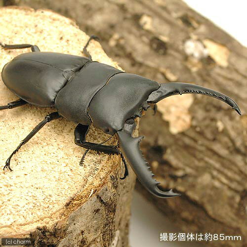 （昆虫）パラワンオオヒラタクワガタ　ガントン産　成虫　WD　90〜94mm（1ペア）