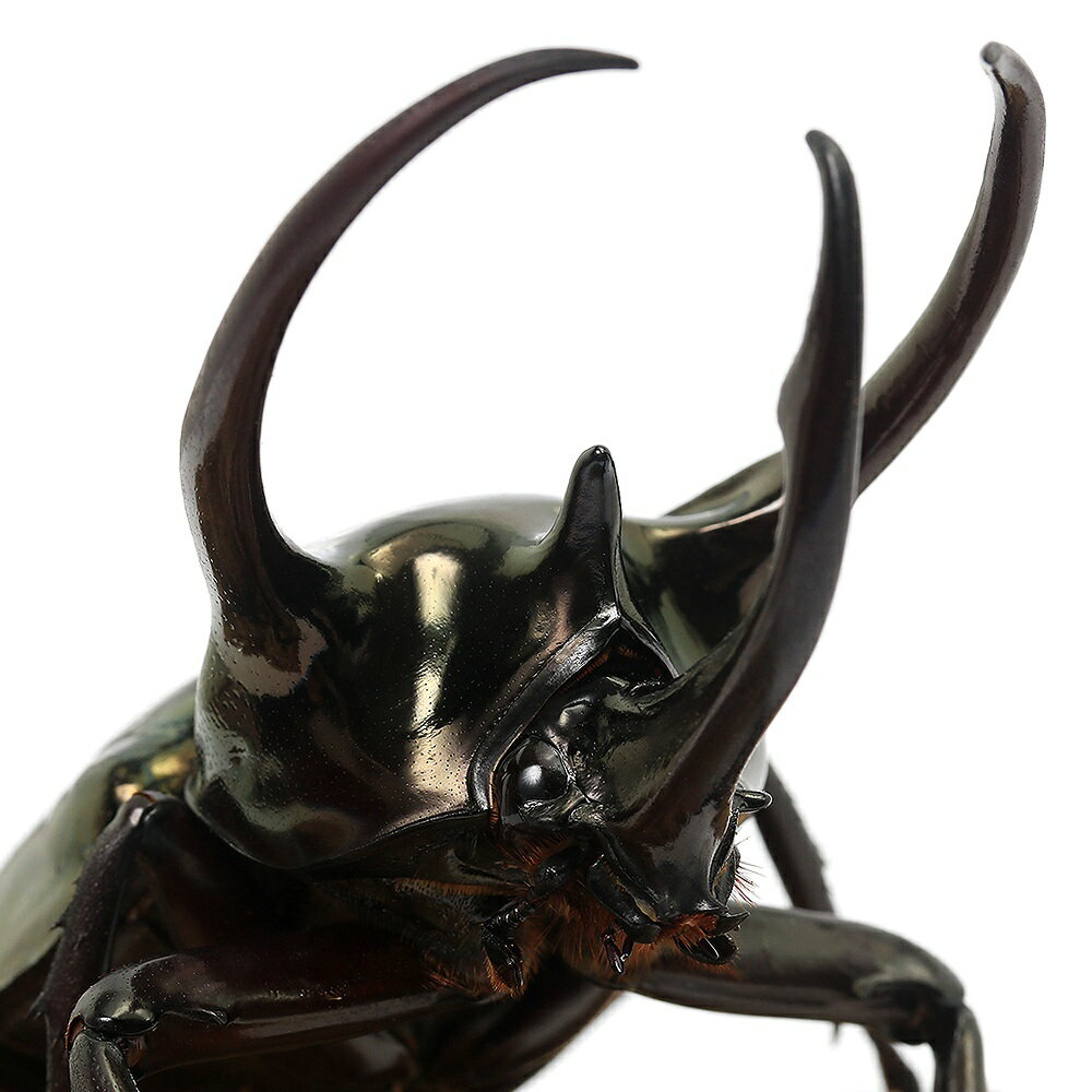 （昆虫）アトラスオオカブトムシ（亜種hesperus）ミンダナオ産　成虫　WD　80〜84mm（1ペア）　北海道・九州航空便要保温