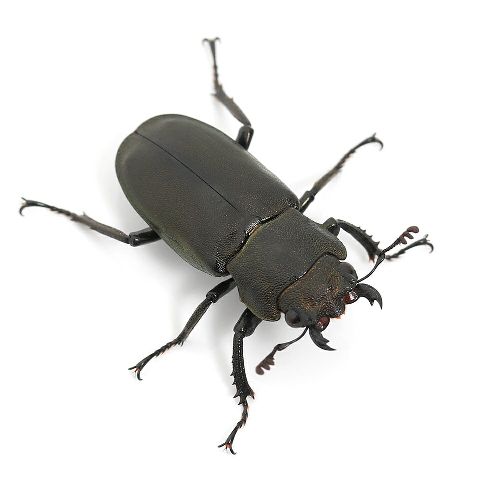 �ʺ���˥᥿��ե���ۥ��������塞���ʰ���ե��ʥ��˥ڥ�󻺡����WD��70��74mm��1�ڥ��ˡ��̳�ƻ���彣�Ҷ������ݲ�