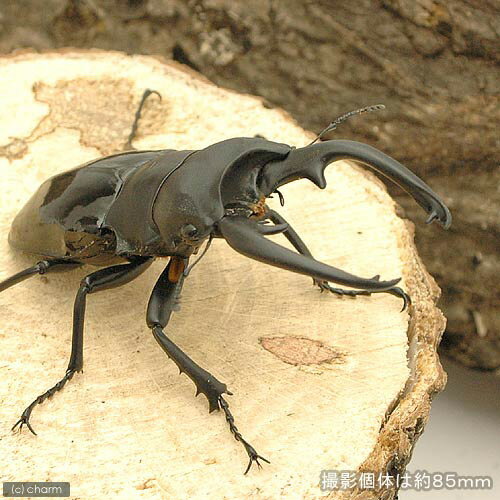 （昆虫）インターメディアツヤクワガタ　パラワン産　成虫　WD　95〜99mm（1ペア）　北海道・九州航空便要保温
