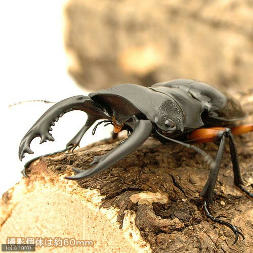 （昆虫）インペリアリスツヤクワガタ（亜種komorii）パラワン産　成虫　WD　60〜64mm（1ペア）　北海道・九州航空便要保温