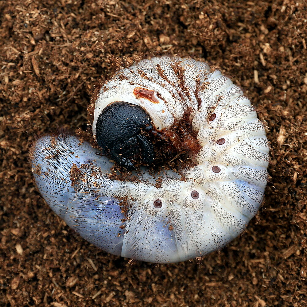 （昆虫）サタンオオカブトムシ　ボリビア産　幼虫（3令）（1ペア）　沖縄別途送料