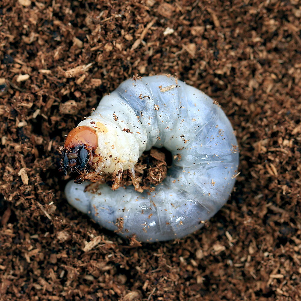 （昆虫）ニジイロクワガタ　クィーンズランド産　幼虫（初～2令）（1匹）　北海道・九州航空便要保温