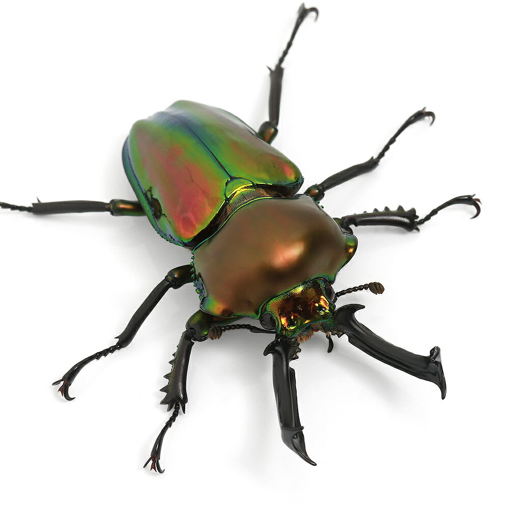 �ʺ���˥˥��������塞�����������󥺥��ɻ������50��54mm��1�ڥ��ˡ��̳�ƻ���彣�Ҷ������ݲ�