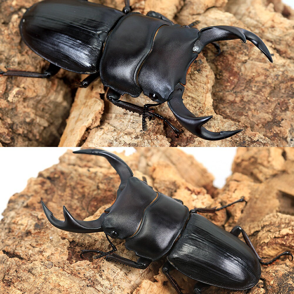 �ʺ���˹񻺥������塞����������η�����Į�������60��64mm��1�ڥ��ˡ��̳�ƻ���彣�Ҷ������ݲ�