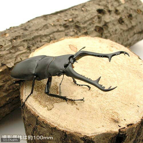 (昆虫)ギラファノコギリクワガタ フローレス産...の紹介画像2