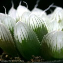 (多肉植物)ハオルチア オブツーサ 2.5~3号(1鉢)