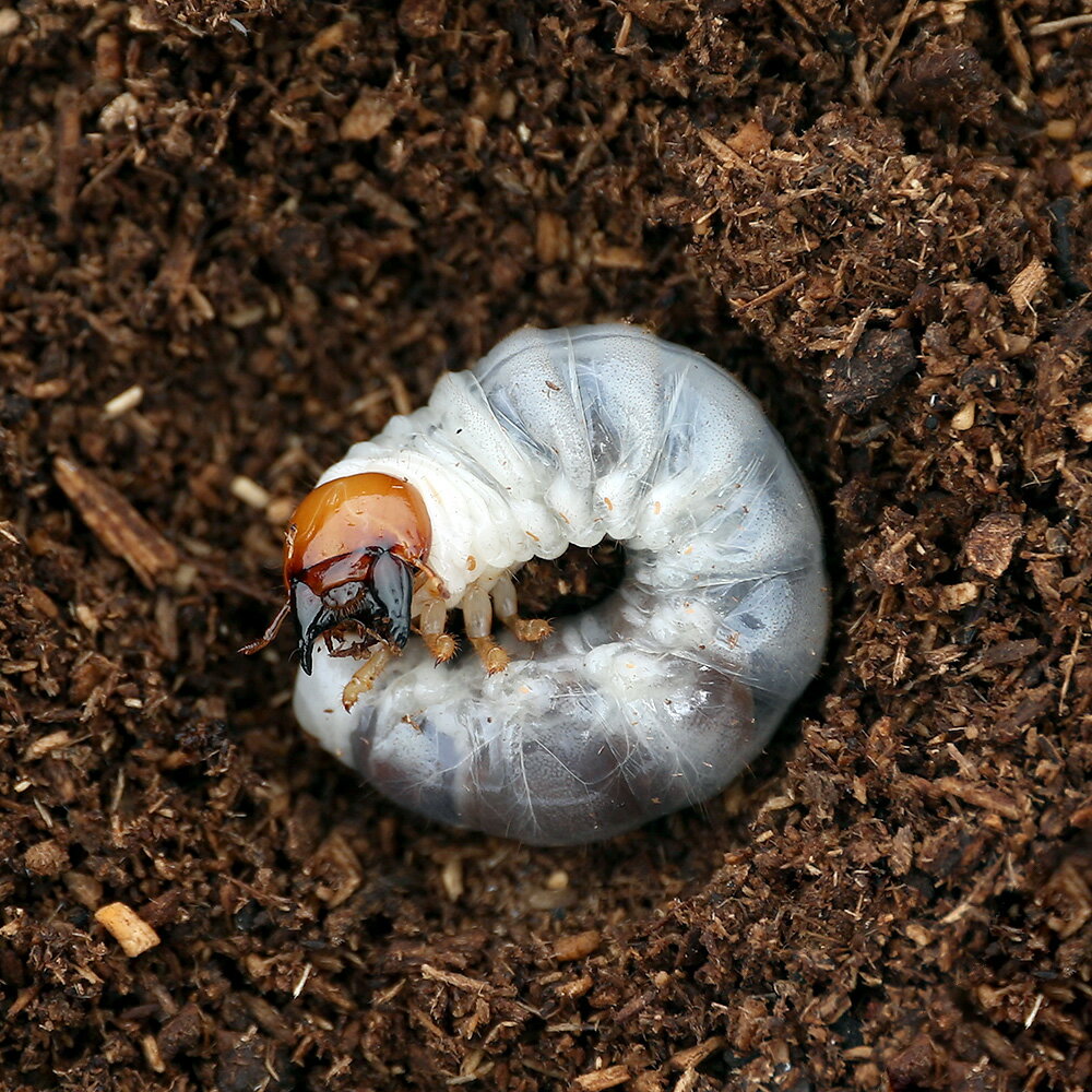 （昆虫）ツシマヒラタクワガタ　長崎県対馬市産　幼虫（初〜2令）（1匹）　北海道・九州航空便要保温