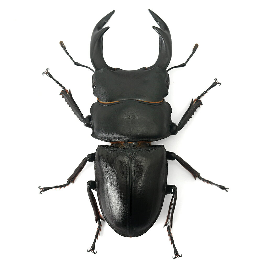 �ʺ���˹񻺥������塞����������������������65��69mm��1�ڥ��ˡ��̳�ƻ���彣�Ҷ������ݲ�