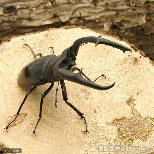 （昆虫）マンディブラリスフタマタクワガタ　スマトラ産　成虫　WD　60〜64mm（1ペア）　北海道・九州..