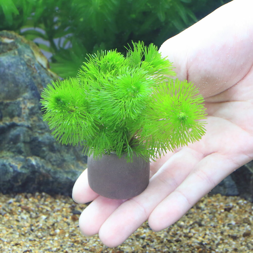 （水草）メダカ・金魚藻　ゼオライトリング（グレー）カボンバ　ミニ（5個）
