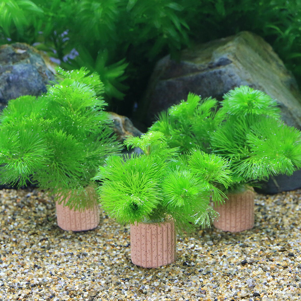 （水草）メダカ・金魚藻　ライフマルチ（茶）カボンバ　ミニ（2個）