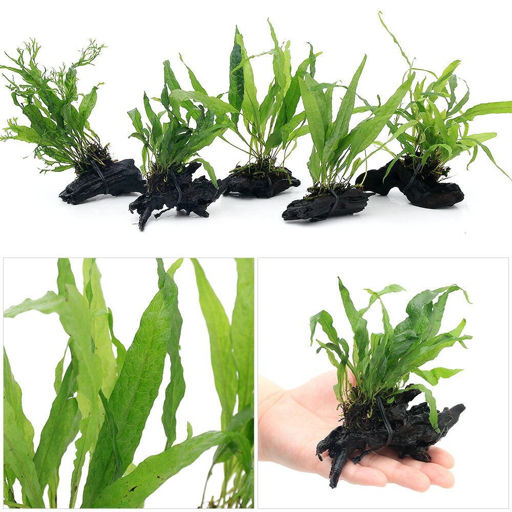 �ʿ���ˤ��ޤ����ߥ������ꥦ���ա�ή�ڡ�SS��������3�ܡˡ���10cm��