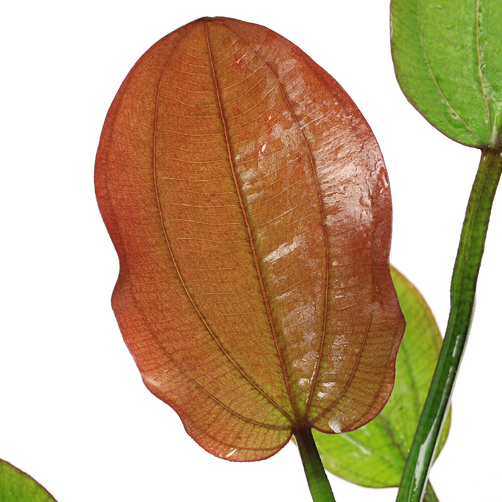 �ʿ���˥����Υɥ륹������ѥ����ʿ���աˡʥ������ե롼��ˡ�1�ݥåȡ�