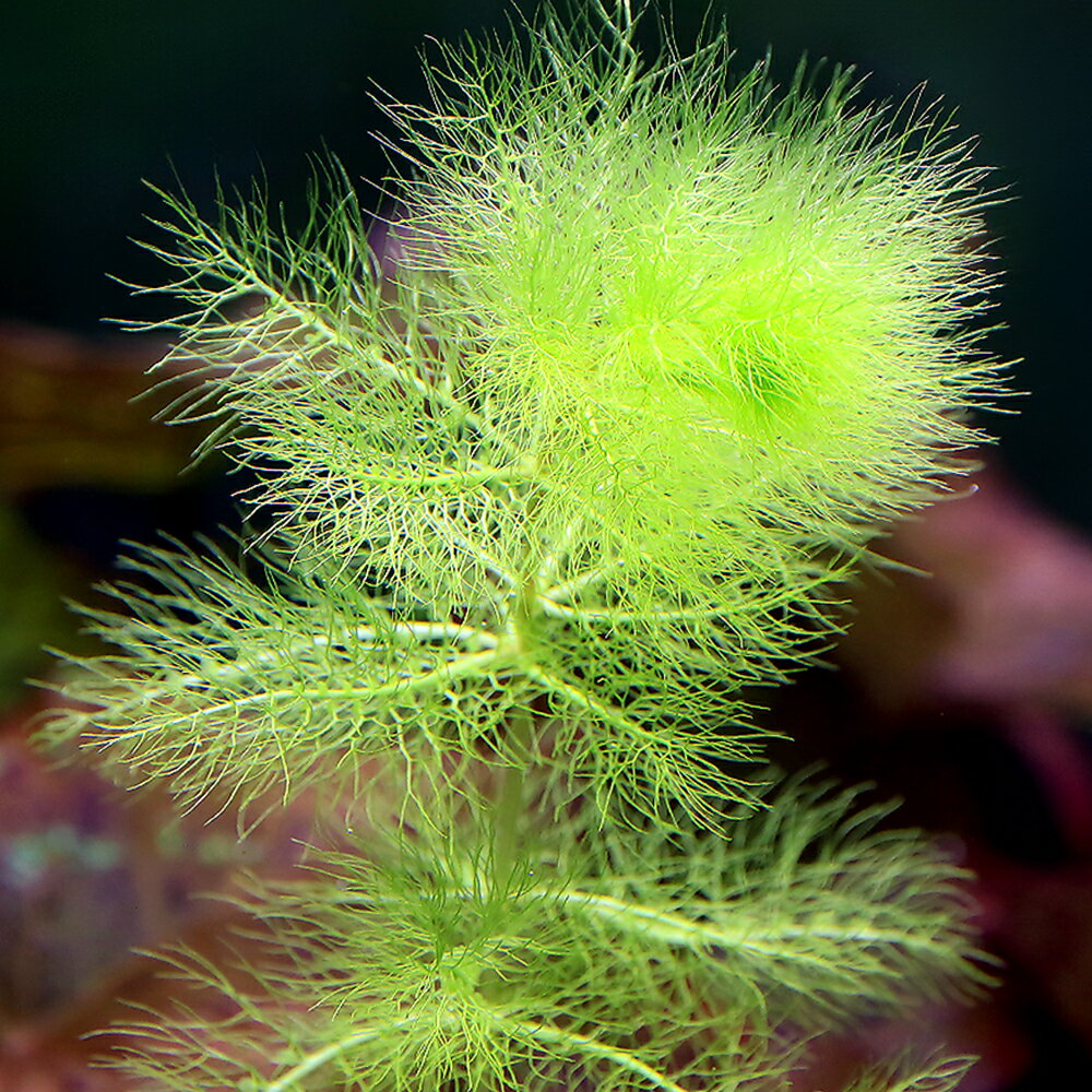 （水草）タヌキモsp．北海道産（無農薬）（1本）