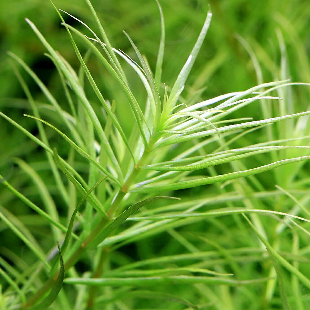 （水草）ロタラ オカルティフローラ（水中葉）（無農薬）（5本）