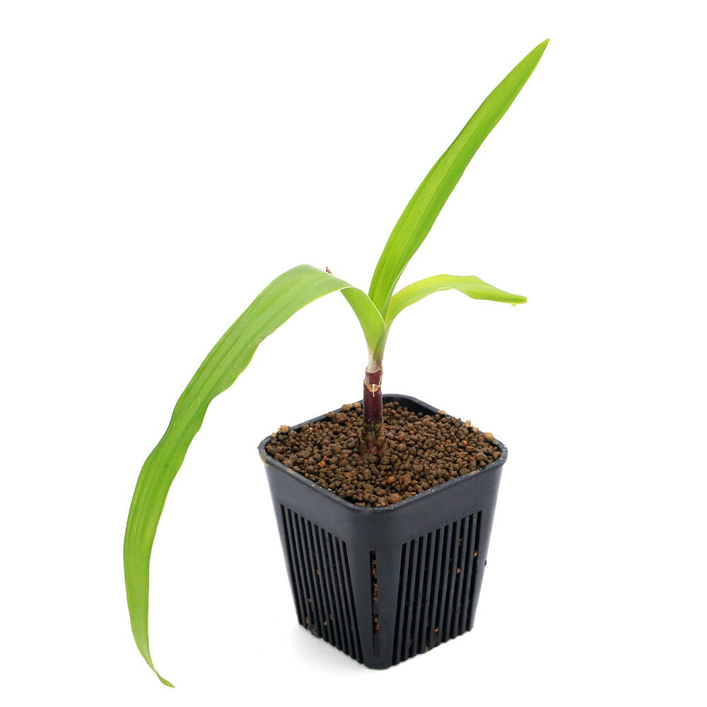 タイから入荷したクリナムの仲間です！クリナムcf．　ラティフォリウム　タイ産　Sサイズ発送サイズ3号ポット　高さ40〜60cm程度※育成状況によってサイズは前後いたします。残留農薬状態無農薬別名インドハマユウ学名（※）Crinum　cf．　latifolium（※）…改良品種や学名が不明の種は流通名での記載の場合があります。分類ヒガンバナ科（Amaryllidaceae）ハマオモト属(Crinum)分布インド〜中国南部どんな種類？ヒガンバナ科（Amaryllidaceae）の植物。クリナム属はアフリカ〜南米まで広く分布し、玉ねぎと同じヒガンバナ科の植物です。タイから入荷したクリナムを弊社で増殖した株の子株になります。クリナム属は世界各地に様々な種類が存在し、水中に適した種類や乾燥に強い種類など属の中で適応範囲が広い面白い種類です。本種はタイから入荷され、葉は緑色で太く、花は白色にピンク色のラインが入ります。とても香りが強く、花が咲くと遠くでもわかるくらいにユリのような甘い香りがします。多湿環境を好む種類でパルダリウムやテラリウム向けオープンアクアリウムとして使用したり、抽水植物として管理する方が好ましいかと思います。水中育成は不向きです。育成はそこまで難しくなく湿度60〜100％くらいの環境で育成することが好ましいです。育成要件＆データ育成難易度　→　★★★☆☆光量　　　　　→　60cm20W3灯以上（2400lm〜3000lm）CO2　　　　 →　1滴／3秒（60cm標準水槽相当）pH　　　　　　→　5〜7GH　　　　 　 →　0〜6kH　　　　　　→　0〜6温度　　　　　→　20〜26度底砂　　　　　→　ソイル、砂、大磯推奨水槽　　→　60cm以上植栽位置　　→　前□□□■■後草姿　　　　　→　ロゼット型最大草姿　　→　−生長速度　　→　遅め増殖方法　　→　株別れ、種子※…育成環境は一例です。必ずしもこの環境下であれば育つことを確約するものではございません。注意※表記サイズは1株でのおおよその目安です。育成環境や、成長の度合いにより発送サイズは異なります。※出荷時に最低限の処理のみ行わせていただきます。※枯れ葉や葉の黒ずみ、キズ・欠けがある状態での発送となる場合があります。PSBQ10　ピーエスビーキュート　淡水用　30mL5個セット　光合成細菌　バクテリア　熱帯魚（生餌）淡水用　微生物で水質向上セット　エサ用ゾウリムシミックス＋PSBQ10　本州四国限定Plants　Green　プランツグリーン　250ml　（水草の栄養液）（熱帯魚）オトシンクルス（3匹）　北海道・九州航空便要保温Fe　Energy（エフイーエナジー）　400g　5mm　（水草の栄養素）日本動物薬品　ニチドウ　水草が育つCO2リキッド　2本入　（緑）アクロ　化学反応式CO2ジェネレーターセット　クエン酸重曹付属　水草育成 … PF_SPQ　熱帯魚　水草　球根植物とその近縁　クリナム　ヒガンバナ科　Amaryllidaceae　ハマユウ属　Crinum　大型　後景草　ロゼット型　ミズスイセン　クリナムラティフォリウム　20260218　y26m02　2026tuuki　AK　テラリウム　パルダリウム　インドハマユウ■この商品をお買い上げのお客様は、下記商品もお買い上げです。※この商品には付属しません。■PSBQ10　ピーエスビーキュート　淡水用　30mL5個セット　光合成細菌　バクテリア　熱帯魚（生餌）淡水用　微生物で水質向上セット　エサ用ゾウリムシミックス＋PSBQ10　本州四国限定Plants　Green　プランツグリーン　250ml　（水草の栄養液）（熱帯魚）オトシンクルス（3匹）　北海道・九州航空便要保温Fe　Energy（エフイーエナジー）　400g　5mm　（水草の栄養素）日本動物薬品　ニチドウ　水草が育つCO2リキッド　2本入　（緑）アクロ　化学反応式CO2ジェネレーターセット　クエン酸重曹付属　水草育成