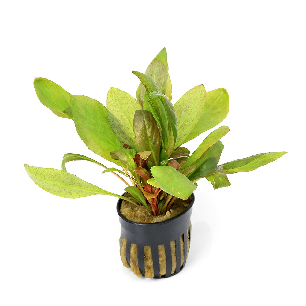 鮮やかな赤色が魅力的なレイアウト水槽のワンポイントにいかがでしょうか！（水草）ウォーターローズレッド（水上葉）（東南便）（1ポット分）残留農薬状態残留農薬処理済※ビーシュリンプのいる水槽には入れないでください。別名Samolus　parviflours　red学名（※） Lysimachia cf. parvifolia分類リシマキア科分布中国どんな種類？育成難易度　→　★★☆☆☆鮮やかな赤色の丸い葉が魅力的な前景〜中景草として使える水草です。テネルスのようにランナーでどんどん増殖するタイプではないので、レイアウトではワンポイント向きの水草です。生長速度は遅めですが、育成可能な水質幅は広く、硬度が高すぎなければ十分育成可能です。高光量と十分なソイル内の栄養で赤くしっかりとした葉がつきます。植え替えせずに育成することにより、傘径が10cm程度まで大きくなり非常に見ごたえのある株に育てることが出来ます。基本的な管理は中心の新芽より古くなった葉をトリミングするだけで育成可能です。CO2添加はあった方が綺麗にしっかりと生長しますが、無くても育成は可能です。育成要件＆データ光量（lm）　　→　60cm20W2灯以上（1600lm〜2000lm）CO2　　　　 →　無くても可　1滴／3秒（60cm標準水槽相当）pH　　　　　　→　6〜7GH　　　　 　 →　0〜6kH　　　　　　→　0〜6温度　　　　　→　20〜28度底砂　　　　　→　ソイル、砂、大磯推奨水槽　　→　30cm以上植栽位置　　→　前■■■□□後草姿　　　　　→　有茎草最大草姿　　→　幅10cm生長速度　　→　遅い増殖方法　　→　差し戻し※…育成環境は一例です。必ずしもこの環境下であれば育つことを確約するものではございません。注意※入荷ロットにより根茎部分が短めの株の発送となります。あらかじめご了承の上お買い求めください。※ポットのウール又はスポンジに粒状の固形肥料が含まれることがあります。※水質に問題はございませんので安心してお使いください。 ※表記サイズは1株（1本）でのおおよその目安です。育成環境や、成長の度合いにより最大サイズは異なります。※入荷状況等により、ポットなし1ポット分での発送となる場合がございます。 ※葉に折れ、または傷、黒ずみがある場合がございます。あらかじめご了承下さい。※根茎または茎の下部を糸で束ねている場合がございます。外してしまうと株がばらけてしまう可能性がございますので、そのまま育成してください。PSBQ10　ピーエスビーキュート　淡水用　30mL5個セット　光合成細菌　バクテリア　熱帯魚（生餌）淡水用　微生物で水質向上セット　エサ用ゾウリムシミックス＋PSBQ10　本州四国限定Plants　Green　プランツグリーン　250ml　（水草の栄養液）（熱帯魚）オトシンクルス（3匹）　北海道・九州航空便要保温（エビ）ミナミヌマエビ（10匹）（＋1割おまけ）Fe　Energy（エフイーエナジー）　400g　5mm　（水草の栄養素）日本動物薬品　ニチドウ　水草が育つCO2リキッド　2本入　（緑）アクロ　化学反応式CO2ジェネレーターセット　クエン酸重曹付属　水草育成イオン交換樹脂　軟水用　1L　アクアリウム用品　Leaf … PF_SPQ　_aqua　all_plants　アクア　アクアリウム　レイアウト　水草　前景草　中景草　ワンポイント　ロゼット　ロゼット型　ウォーターローズレッド　Samolus　parviflours　red　Lysimachia　ハイハマボッス　リシマキア科　サクラソウ科　ハイハマボッス属　y26m03　2026zenki　wplanteventbp20260311　DS■この商品をお買い上げのお客様は、下記商品もお買い上げです。※この商品には付属しません。■PSBQ10　ピーエスビーキュート　淡水用　30mL5個セット　光合成細菌　バクテリア　熱帯魚（生餌）淡水用　微生物で水質向上セット　エサ用ゾウリムシミックス＋PSBQ10　本州四国限定Plants　Green　プランツグリーン　250ml　（水草の栄養液）（熱帯魚）オトシンクルス（3匹）　北海道・九州航空便要保温（エビ）ミナミヌマエビ（10匹）（＋1割おまけ）Fe　Energy（エフイーエナジー）　400g　5mm　（水草の栄養素）日本動物薬品　ニチドウ　水草が育つCO2リキッド　2本入　（緑）アクロ　化学反応式CO2ジェネレーターセット　クエン酸重曹付属　水草育成イオン交換樹脂　軟水用　1L　アクアリウム用品　Leaf