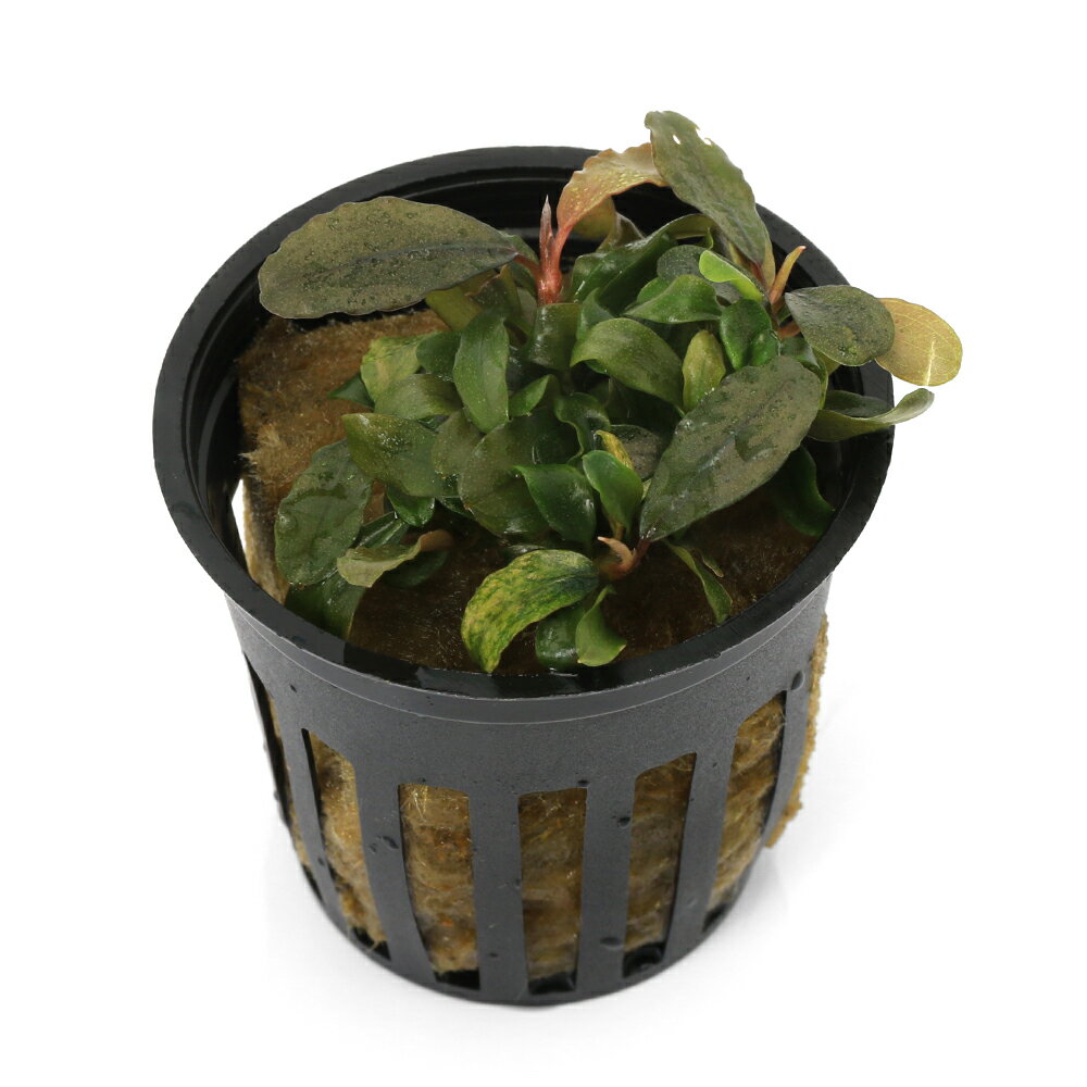 （水草）ブセファランドラsp．ブラウニーブルー（水上葉）（1ポット）　北海道・九州航空便要保温