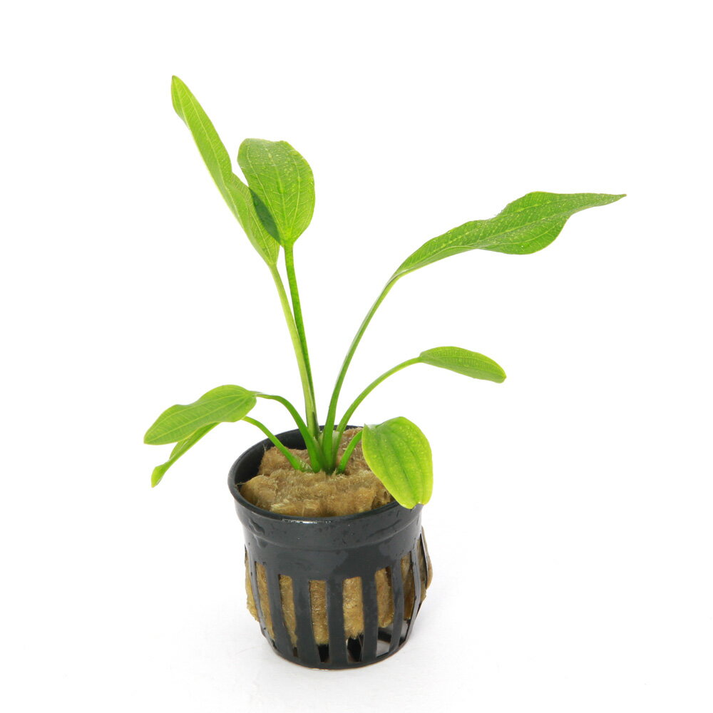 �ʿ���˥����Υɥ륹�����를����ͥ󥹡������ءʿ���աˡ�1�ݥåȡ�