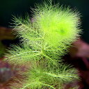 (水草)タヌキモsp.北海道産(無農薬)(6本)