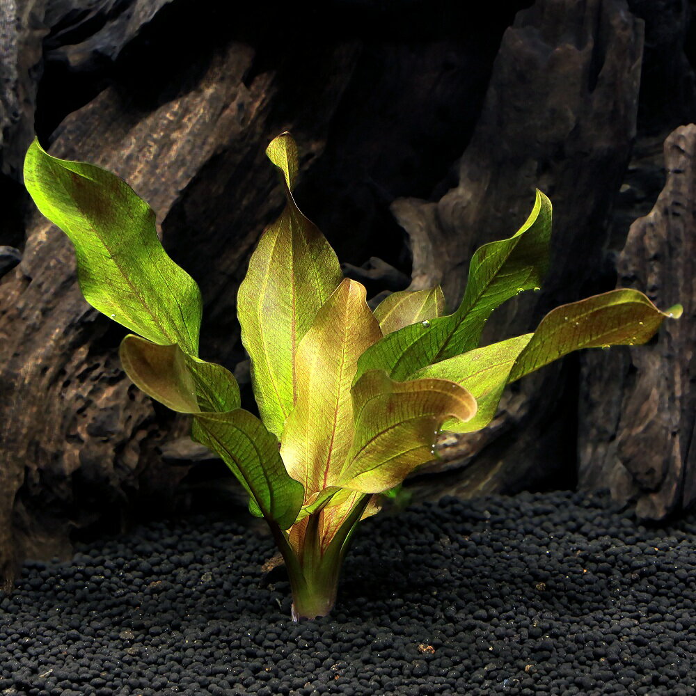 �ʿ���˥����Υɥ륹���ǥӥ륺�������ʿ����աˡ������ءˡ�1��ʬ��