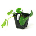 (ビオトープ)水生植物 ギニアンガガブタ 2024年ギニア便(1ポット)浮葉植物