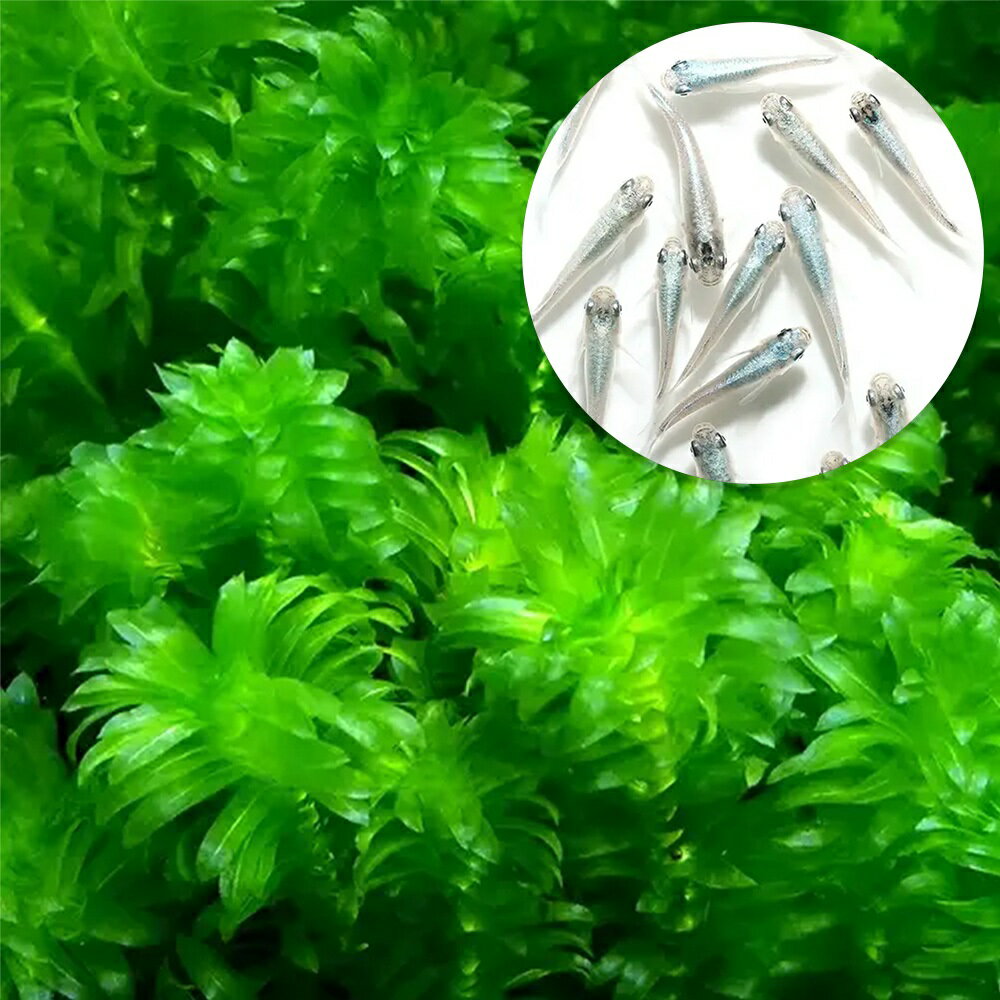 （めだか）（水草）メダカ・金魚藻 国産 アナカリス（無農薬）（5本）＋幹之メダカ スーパー強光（6匹）