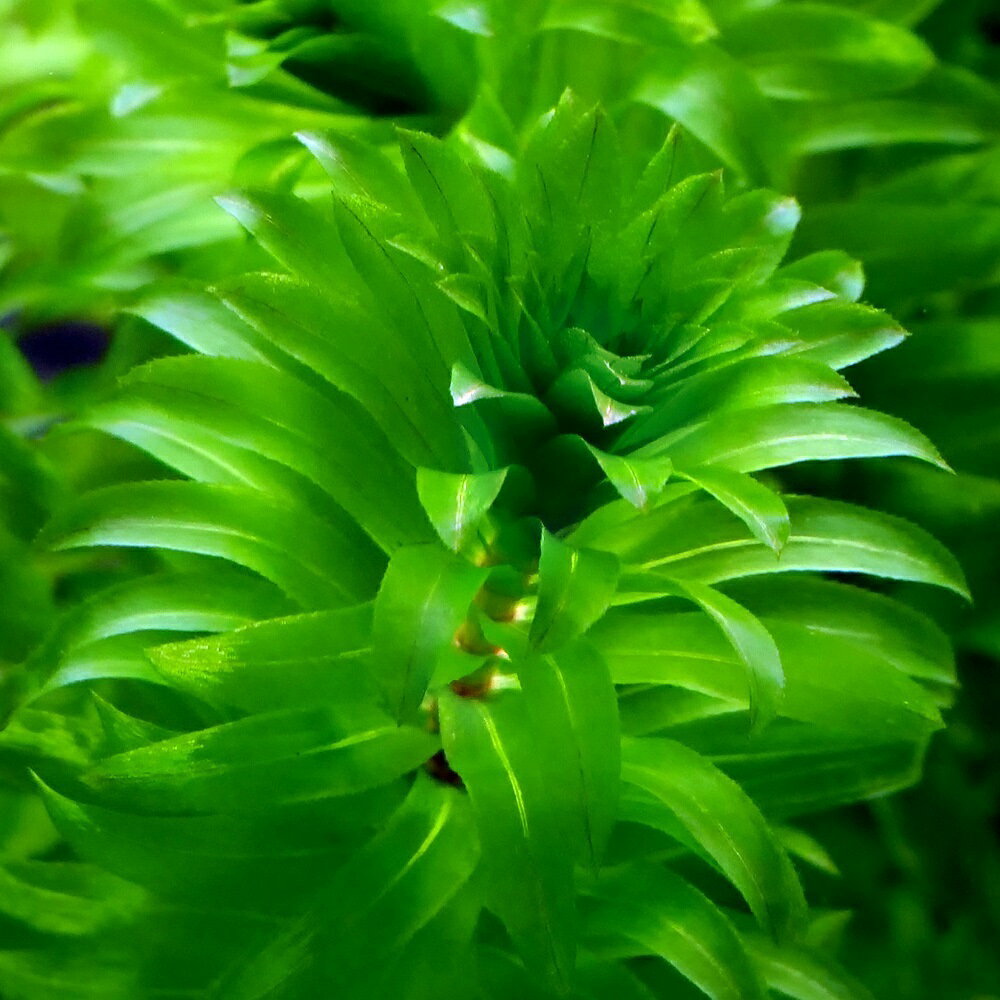 （めだか）（水草）メダカ・金魚藻　国産　アナカリス（無農薬）（5本）＋幹之メダ...