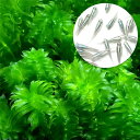 (めだか)(水草)メダカ・金魚藻 国産 アナカリス(無農薬)(5本)+幹之メダカ 鉄仮面(5匹)