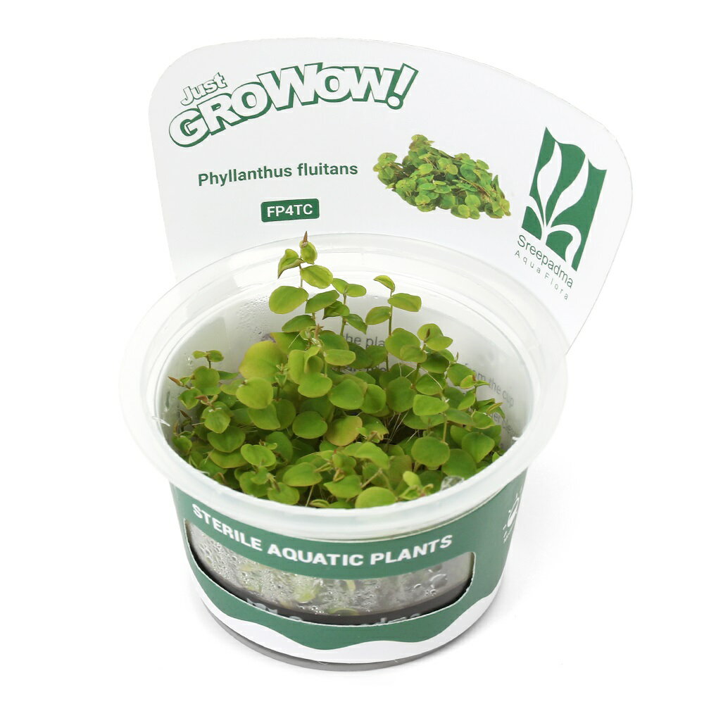 メーカー：■10〜25組織培養で育てられた水草です！完全無農薬で、エビにも安心！組織培養GROWOW！　フィランサス　フルイタンス販売単位1カップ発送サイズカップサイズ　直径約6cm残留農薬無農薬分類トウダイグサ科（Euphorbiaceae）コミカンソウ属（Phyllanthus）別名フィランツス　フルイタンスフィラントス　フルイタンスフィランタス　フルイタンス分布南米、中南米学名Phyllanthus　fluitansphyllon［葉］＋anthus→anther［葯（花）］、fluitans→flu［流れる（浮遊した）］という意味（※）…改良品種や学名が不明の種は流通名での記載の場合があります。どんな種類？育成難易度　→　★★★☆☆トウダイグサ科（Euphorbiaceae）の植物。南米、中南米原産の浮草です。緑〜黄〜赤まで多彩な色の変化を見せてくれる丸葉のウキクサです。高温、高光になるほど赤みを増します。葉形は丸葉ないし心臓形、中央の葉脈がはっきりとし周囲に比べ窪み、葉の表面は凸になっていて立体感があります。葉序は互生、無柄、葉の大きさは1〜2cm程度です。高温、強光を好み、ビオトープに彩りを加えてくれるウキクサです。育成要件＆データ光量（LED）　　　　　→　60cm20W3灯以上（2400〜3000lm）CO2　　　　 →　1滴／3秒（60cm標準水槽相当）pH　　　　　　→　5〜7GH　　　　 　 →　0〜6kH　　　　　　→　0〜6温度　　　　　→　20〜28度底砂　　　　　→　ソイル、大磯植栽位置　　→　前■■■■■後草姿　　　　　→　浮き草最大草姿　　→　草幅2cm生長速度　　→　早い増殖方法　　→　分裂※…育成環境は一例です。必ずしもこの環境下であれば育つことを確約するものではございません。注意※表記サイズは1株（1本）でのおおよその目安です。育成環境や、成長の度合いにより最大サイズは異なります。カップ入り組織培養水草の取扱いについて陰性水草の場合前景草の場合☆完全無農薬なのでエビにも安心！Plants　Green　プランツグリーン　250ml　（水草の栄養液）（熱帯魚）オトシンクルス（3匹）　北海道・九州航空便要保温（エビ）ミナミヌマエビ（10匹）（＋1割おまけ）（エビ・貝）カラーサザエ石巻貝（3匹）　北海道・九州航空便要保温Fe　Energy（エフイーエナジー）　400g　5mm　（水草の栄養素）日本動物薬品　ニチドウ　水草が育つCO2リキッド　2本入　（緑） … PF_SPQ　水草　水辺植物　浮き草 産卵　隠れ家　グロウワウ　グロウワオ　組織培養　カップ　グロー　GROW　トウダイグサ科　Euphorbiaceae　コミカンソウ属　Phyllanthus　フィランツス フィランタス フィラントス　フルイタンス　 beginnerbiotope　浮き草　浮草　2025tuuki　YT　y25m03　20250316■この商品をお買い上げのお客様は、下記商品もお買い上げです。※この商品には付属しません。■Plants　Green　プランツグリーン　250ml　（水草の栄養液）（熱帯魚）オトシンクルス（3匹）　北海道・九州航空便要保温（エビ）ミナミヌマエビ（10匹）（＋1割おまけ）（エビ・貝）カラーサザエ石巻貝（3匹）　北海道・九州航空便要保温Fe　Energy（エフイーエナジー）　400g　5mm　（水草の栄養素）日本動物薬品　ニチドウ　水草が育つCO2リキッド　2本入　（緑）