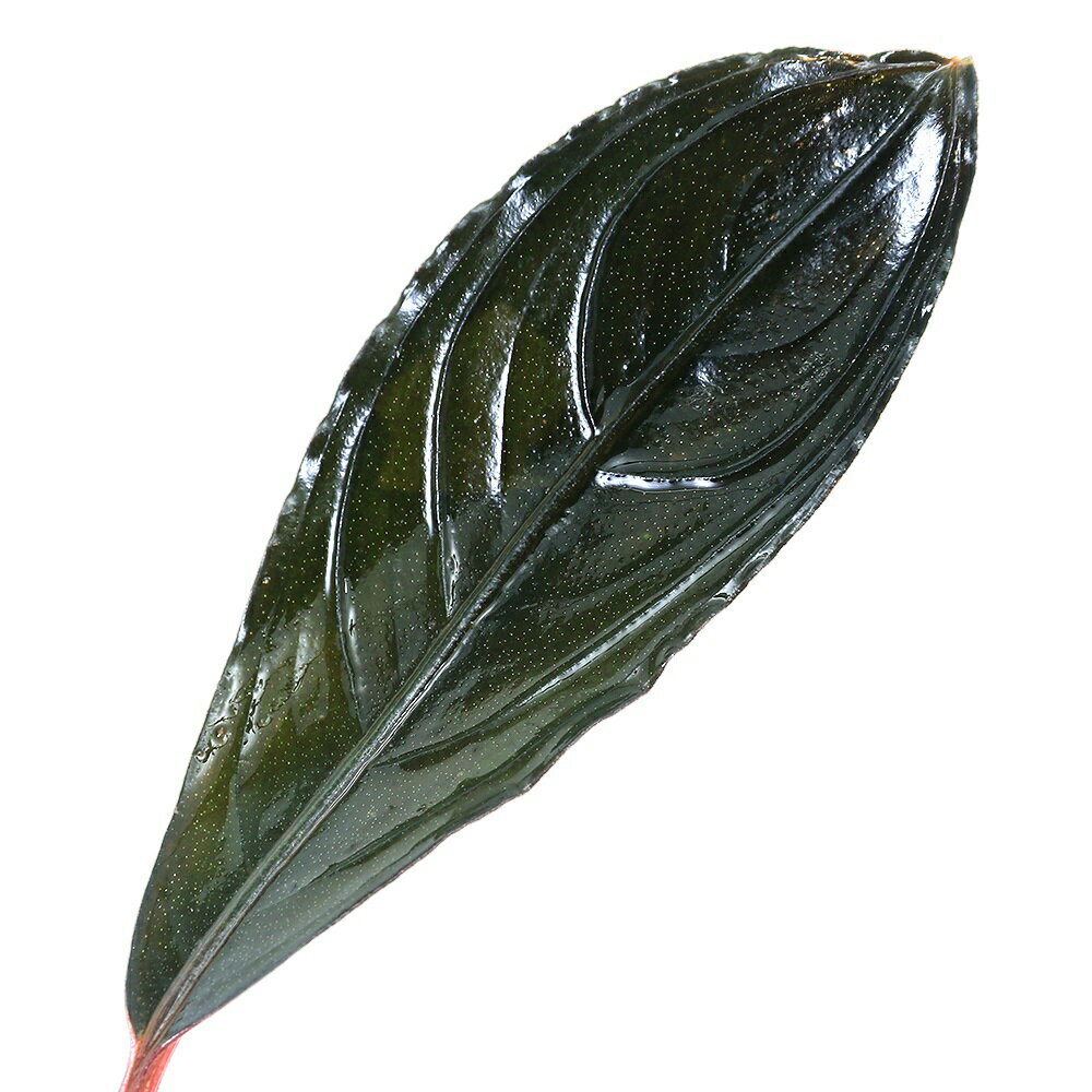 �ʿ���˥֥��ե����ɥ�sp�������쥹�֥�å��ʿ���աˡ�1����