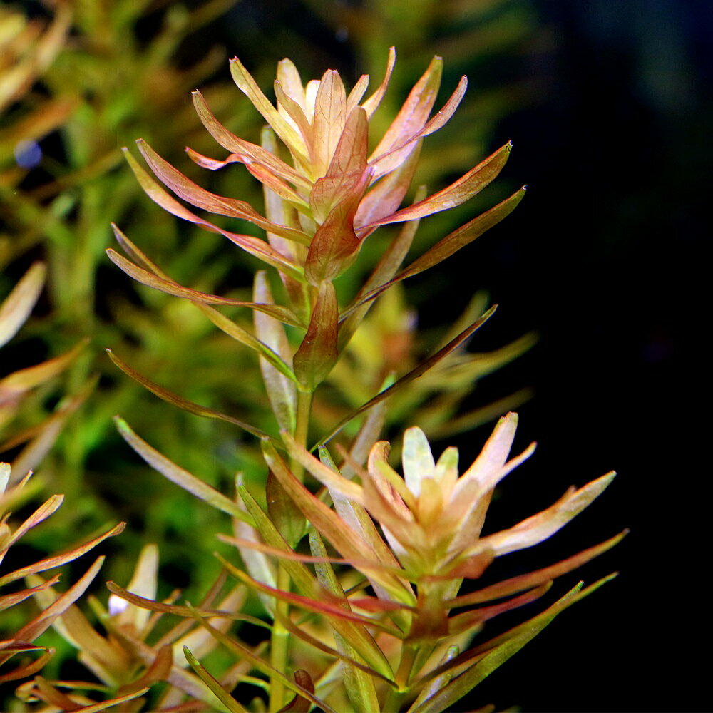 （水草）ロタラsp．インレー湖（水中葉）（無農薬）（6本）