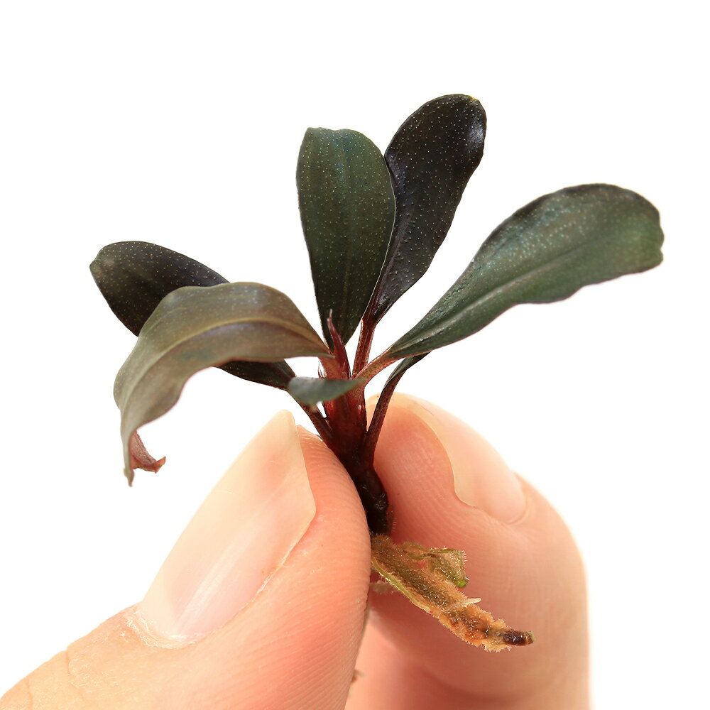 �ʿ���˥֥��ե����ɥ�sp����åɥ���ȥ��������ءˡʿ���աˡ�1���ˡ��̳�ƻ���彣�Ҷ������ݲ�