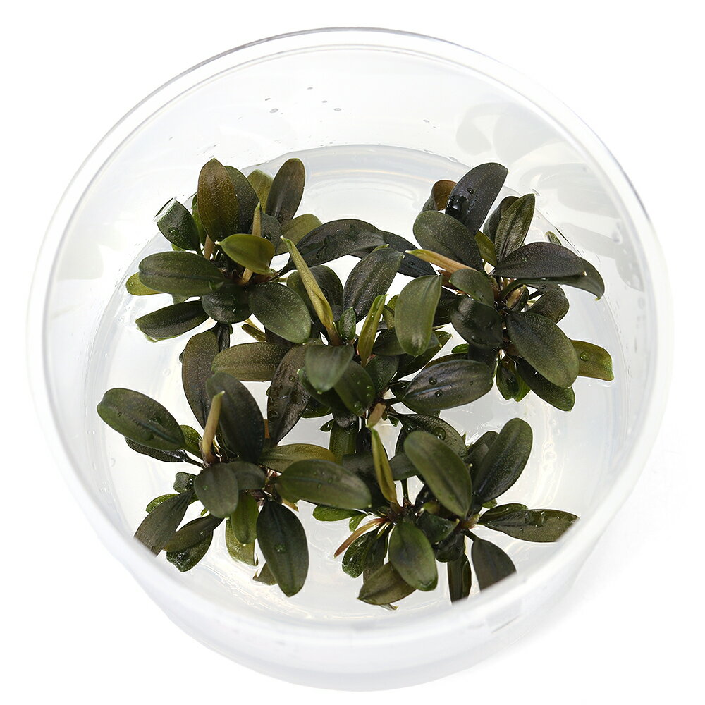 （水草）組織培養　ブセファランドラsp．ブラウニー“Ghost”2025　東南便（1カップ）...