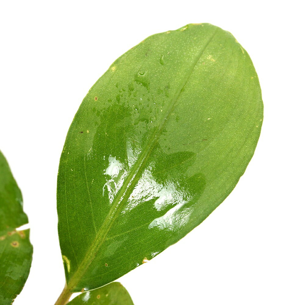 �ʿ���˥֥��ե����ɥ�sp��Themis�ʿ���աˡ�1����