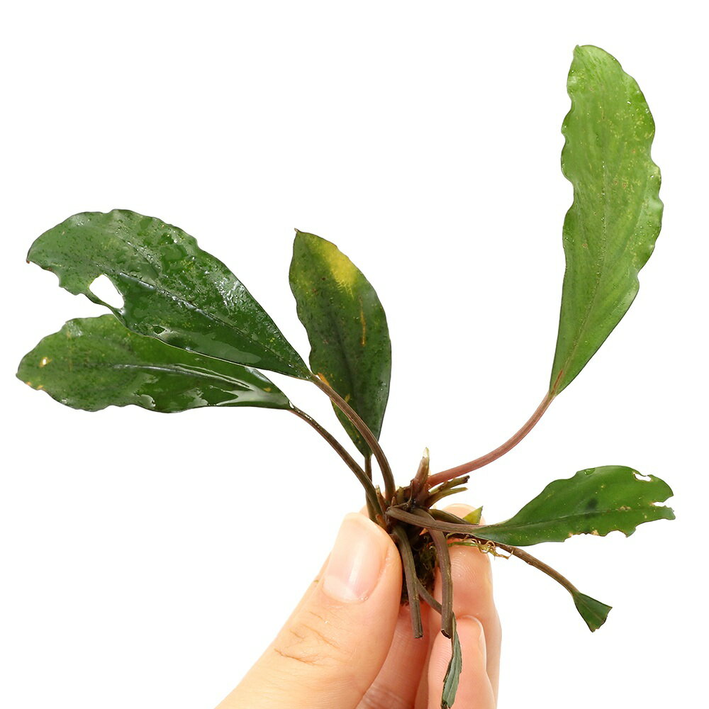 Kn便のブセファランドラです！ブセファランドラsp．Diana（水上葉）（1株）発送サイズ（株）草丈約5〜15cm程度※入荷状況や育成状況によりサイズは変化いたします。 ※タグは付属しません。残留農薬状態無農薬別名ブケファランドラsp．ダイアナ学名（※）Bucephalandra　sp.Diana（※）…改良品種や学名が不明の種は流通名での記載の場合があります。分類サトイモ科（Araceae）ブセファランドラ属（Bucephalandra）分布東南アジアどんな種類？2026年1月に入荷したKN便のブセファランドラです。サトイモ科（Araceae）の植物。クリプトのような葉が特徴的なボルネオ島の固有種です。本格的に認知され始めたのは2006年頃で、水中育成可能、クリプトコリネのように溶けない、コレクション性が高い点からレイアウトなどに盛んに使われ、一気に定番種として定着した種類です。水中葉はクリプトコリネのような葉を展開します。生長はクリプトコリネ同様に遅めです。葉縁が強く波立つものが多いです。赤い茎が特徴的で、花は主に紫やピンクのものを咲かせます。※花の色は保証できません。サイズは5cm〜15cm程度と小型ですが、陸生向きの種類だと30cmと大型の種類もあります。様々な産地がリリースされており、レイアウトなど使用可能で、固有の特徴などを持っているため、コレクション性も高く人気も高いです。種類によりますが、多くのブセファランドラは水中育成も可能です。現地では渓流域などに群生しており、岩や流木などに活着しています。育成はそれ程難しくありません。ソイル、砂、大磯など幅広い底床を使用可能です。水槽内ではアヌビアス等が育成できる条件であれば、問題なく育成可能です。成長を促進するには、CO2添加はあったほうがよいでしょう。渓流域などに群生している所から、新しい水を好むため、水換え頻度を多くします。水中で育成していると仏炎苞（ぶつえんぽう）と呼ばれるサイトモ科独特の花を咲かせます。育成などには特に影響はありませんが、気になるようだったら根元からハサミ等で切り取ります。育成要件＆データ育成難易度　→　★★★☆☆光量　　　　　→　60cm20W3灯以上（2400〜3000lm）CO2　　　　→　1滴／3秒（60cm標準水槽相当）pH　　　　　　→　5〜7GH　　　　 　 →　0〜kH　　　　　　→　0〜温度　　　　　→　20〜28度底砂　　　　　→　ソイル、砂、大磯推奨水槽　　→　30cm以上植栽位置　　→　前□■■□□後草姿　　　　　→　サトイモ系、活着系最大草姿　　→　—生長速度　　→　遅め増殖方法　　→　株分け※…育成環境は一例です。必ずしもこの環境下であれば育つことを確約するものではございません。注意※発送サイズは入荷状況、育成状況により左右いたします。※採取業者等のお問い合わせについて、ご回答できません。※ワイルド株のため葉の痛みがございます。Leaf　CO2　ボンベ　74g　1本　お一人様3点限り　炭酸ボンベ　汎用品　新瓶　二酸化炭素　水草育成　水草　水草水槽魚が簡単に飼える　リーフプロソイル　ノーマル　3L　熱帯魚　用品　お一人様9点限り（熱帯魚）オトシンクルス（3匹）　北海道・九州航空便要保温（エビ・貝）おまかせカノコ貝（3匹）　北海道・九州航空便要保温（水草）おまかせ水草詰め合わせパック　6種（計60本）（水上葉）（無農薬）（1パック）水草トリミング3点セット（水草）置くだけ簡単　ゼオライトリング（グレー）おまかせ水草5種（水上葉）（無農薬）（計5個）（水草）ミニサイズ　Plants　Arrangement　ザ　ボンサイ（水上葉）（無農薬）（1個）（熱帯魚）ビギナー向けおまかせコリドラス（5匹）　北海道・九州航空便要保温イオン交換樹脂　軟水用　1L　アクアリウム用品　Leaf形状お任せ　風山石　SSサイズ（約3〜8cm）　3個　アクアリウム　レイアウト素材形状お任せ　黒溶岩石　SSサイズ（約5〜8cm）　3個　アクアリウム　レイアウト素材　溶岩石形状お任せ　煮込み済み　塊状流木　SSサイズ（約10〜15cm）　1本　アクアリウム　レイアウト素材　流木 … PF_SPQ　水草　陰性水草　低光量　KN便　KN　サトイモ科　Araceae　ブセファランドラ属　Bucephalandra　ディアナ　ダイアナ　葉脈　活着　活着水草　2026zenki　y26m1　AS　2026tuuki　no_tag■この商品をお買い上げのお客様は、下記商品もお買い上げです。※この商品には付属しません。■Leaf　CO2　ボンベ　74g　1本　お一人様3点限り　炭酸ボンベ　汎用品　新瓶　二酸化炭素　水草育成　水草　水草水槽魚が簡単に飼える　リーフプロソイル　ノーマル　3L　熱帯魚　用品　お一人様9点限り（熱帯魚）オトシンクルス（3匹）　北海道・九州航空便要保温（エビ・貝）おまかせカノコ貝（3匹）　北海道・九州航空便要保温（水草）おまかせ水草詰め合わせパック　6種（計60本）（水上葉）（無農薬）（1パック）水草トリミング3点セット（水草）置くだけ簡単　ゼオライトリング（グレー）おまかせ水草5種（水上葉）（無農薬）（計5個）（水草）ミニサイズ　Plants　Arrangement　ザ　ボンサイ（水上葉）（無農薬）（1個）（熱帯魚）ビギナー向けおまかせコリドラス（5匹）　北海道・九州航空便要保温イオン交換樹脂　軟水用　1L　アクアリウム用品　Leaf形状お任せ　風山石　SSサイズ（約3〜8cm）　3個　アクアリウム　レイアウト素材形状お任せ　黒溶岩石　SSサイズ（約5〜8cm）　3個　アクアリウム　レイアウト素材　溶岩石形状お任せ　煮込み済み　塊状流木　SSサイズ（約10〜15cm）　1本　アクアリウム　レイアウト素材　流木