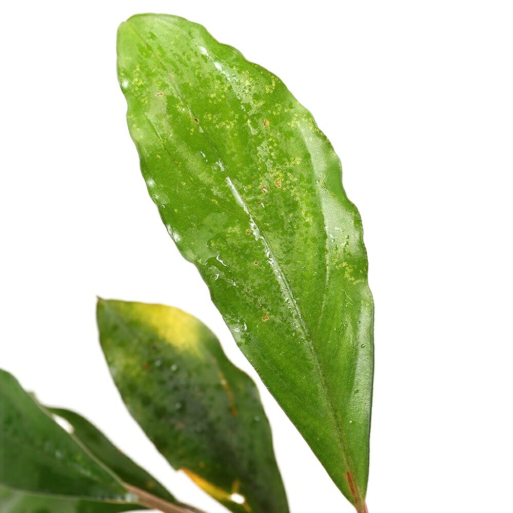 �ʿ���˥֥��ե����ɥ�sp��Diana �ʿ���աˡ�1����