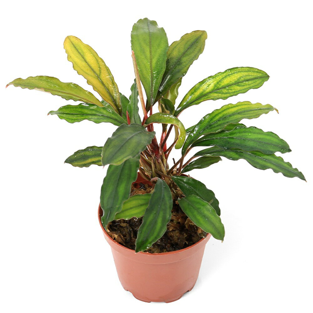 大人気ブセファランドラの一点物水上育成ポットです。一点物　ブセファランドラsp．カノウィットストレット（水上葉）（1ポット）撮影日2026年2月17日※、画像より成長してのお届けとなる場合がございます。ご了承の上お買い求めください。発送サイズ（ポット）ポット直径約5．5cm程度※ポットごと発送させていただきます。残留農薬状態無農薬別名ブケファランドラ学名（※）Bucephalandra　sp.（※）…改良品種や学名が不明の種は流通名での記載の場合があります。分類サトイモ科（Araceae）ブセファランドラ属（Bucephalandra）分布カリマンタン島どんな種類？細葉で葉先の尖る中型種で非常に特徴的な種類です。サトイモ科（Araceae）の植物。クリプトのような葉が特徴的なボルネオ島の固有種です。本格的に認知され始めたのは2006年頃で、水中育成可能、クリプトコリネのように溶けない、コレクション性が高い点からレイアウトなどに盛んに使われ、一気に定番種として定着した種類です。水中葉はクリプトコリネのような葉を展開します。生長はクリプトコリネ同様に遅めです。葉縁が強く波立つものが多いです。サイズは5cm〜15cm程度と小型ですが、陸生向きの種類だと30cmと大型の種類もあります。様々な産地がリリースされており、レイアウトなど使用可能で、固有の特徴などを持っているため、コレクション性も高く人気も高いです。種類によりますが、多くのブセファランドラは水中育成も可能です。現地では渓流域などに群生しており、岩や流木などに活着しています。育成はそれ程難しくありません。ソイル、砂、大磯など幅広い底床を使用可能です。水槽内ではアヌビアス等が育成できる条件であれば、問題なく育成可能です。成長を促進するには、CO2添加はあったほうがよいでしょう。渓流域などに群生している所から、新しい水を好むため、水換え頻度を多くします。水中で育成していると仏炎苞（ぶつえんぽう）と呼ばれるサイトモ科独特の花を咲かせます。育成などには特に影響はありませんが、気になるようだったら根元からハサミ等で切り取ります。育成要件＆データ育成難易度　→　★★★☆☆光量　　　　　→　60cm20W3灯以上（2400〜3000lm）CO2　　　　 →　1滴／3秒（60cm標準水槽相当）pH　　　　　　→　5〜7GH　　　　 　 →　0〜6kH　　　　　　→　0〜6温度　　　　　→　20〜28度底砂　　　　　→　ソイル、砂、大磯推奨水槽　　→　30cm以上植栽位置　　→　前□■■□□後草姿　　　　　→　サトイモ系最大草姿　　→　—生長速度　　→　遅い増殖方法　　→　株分け※…育成環境は一例です。必ずしもこの環境下であれば育つことを確約するものではございません。注意※画像は2026年2月17日に撮影したものになります※枯れ葉や葉の黒ずみ、キズ・欠けがある状態での発送となる場合があります。※お届けする時期により成長度合いなど画像と異なる場合がございます。※長期育成商品となりますので、コケが付着している場合がございます。※ポットごと発送させていただきます。※タグは付属しません。PSBQ10　ピーエスビーキュート　淡水用　30mL5個セット　光合成細菌　バクテリア　熱帯魚（生餌）淡水用　微生物で水質向上セット　エサ用ゾウリムシミックス＋PSBQ10　本州四国限定Plants　Green　プランツグリーン　250ml　（水草の栄養液）（熱帯魚）オトシンクルス（3匹）　北海道・九州航空便要保温Fe　Energy（エフイーエナジー）　400g　5mm　（水草の栄養素）日本動物薬品　ニチドウ　水草が育つCO2リキッド　2本入　（緑） … PF_SPQ　熱帯魚　水草　石付水草　溶岩石　クダガン　”Kedagang”　サトイモ科　Araceae　ブセファランドラ属　Bucephalandra　　カノウィットストレット　ブケファランドラ　ブセファランドラ クダガン　ブケファランドラ 　RS　活着　seitaigensen1ten　y26m02　2026zenki　20260224　DS■この商品をお買い上げのお客様は、下記商品もお買い上げです。※この商品には付属しません。■PSBQ10　ピーエスビーキュート　淡水用　30mL5個セット　光合成細菌　バクテリア　熱帯魚（生餌）淡水用　微生物で水質向上セット　エサ用ゾウリムシミックス＋PSBQ10　本州四国限定Plants　Green　プランツグリーン　250ml　（水草の栄養液）（熱帯魚）オトシンクルス（3匹）　北海道・九州航空便要保温Fe　Energy（エフイーエナジー）　400g　5mm　（水草の栄養素）日本動物薬品　ニチドウ　水草が育つCO2リキッド　2本入　（緑）