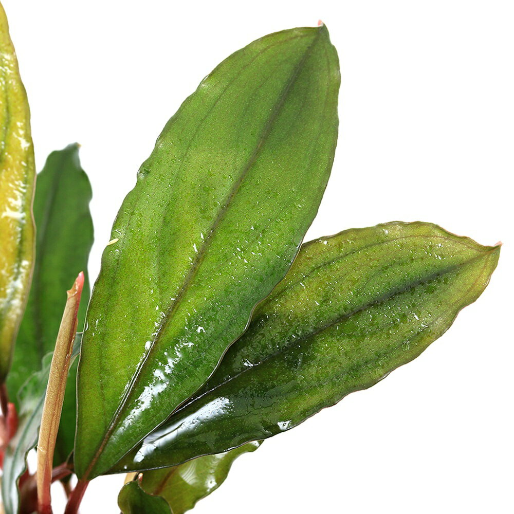 �ʿ���˰���ʪ���֥��ե����ɥ�sp�����Υ����åȥ��ȥ�åȡʿ���աˡ�1�ݥåȡˡ�405621��