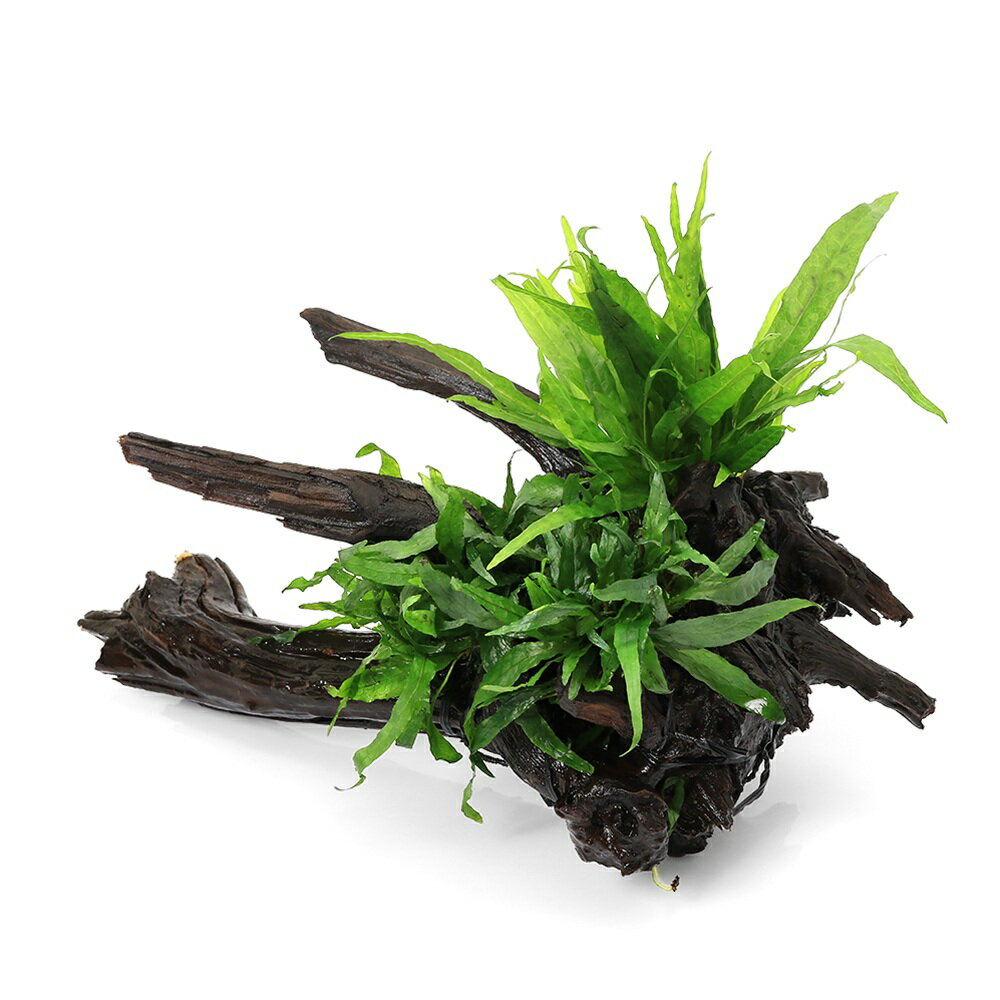 �ʿ���˰���ʪ���������ơ��ߥ������ꥦ�ࡡ�ץƥ��ץ��������ɥ꡼�ա��ץƥ��ץ����ʥ�����ή�ڡ�1�ġˡ�405622��