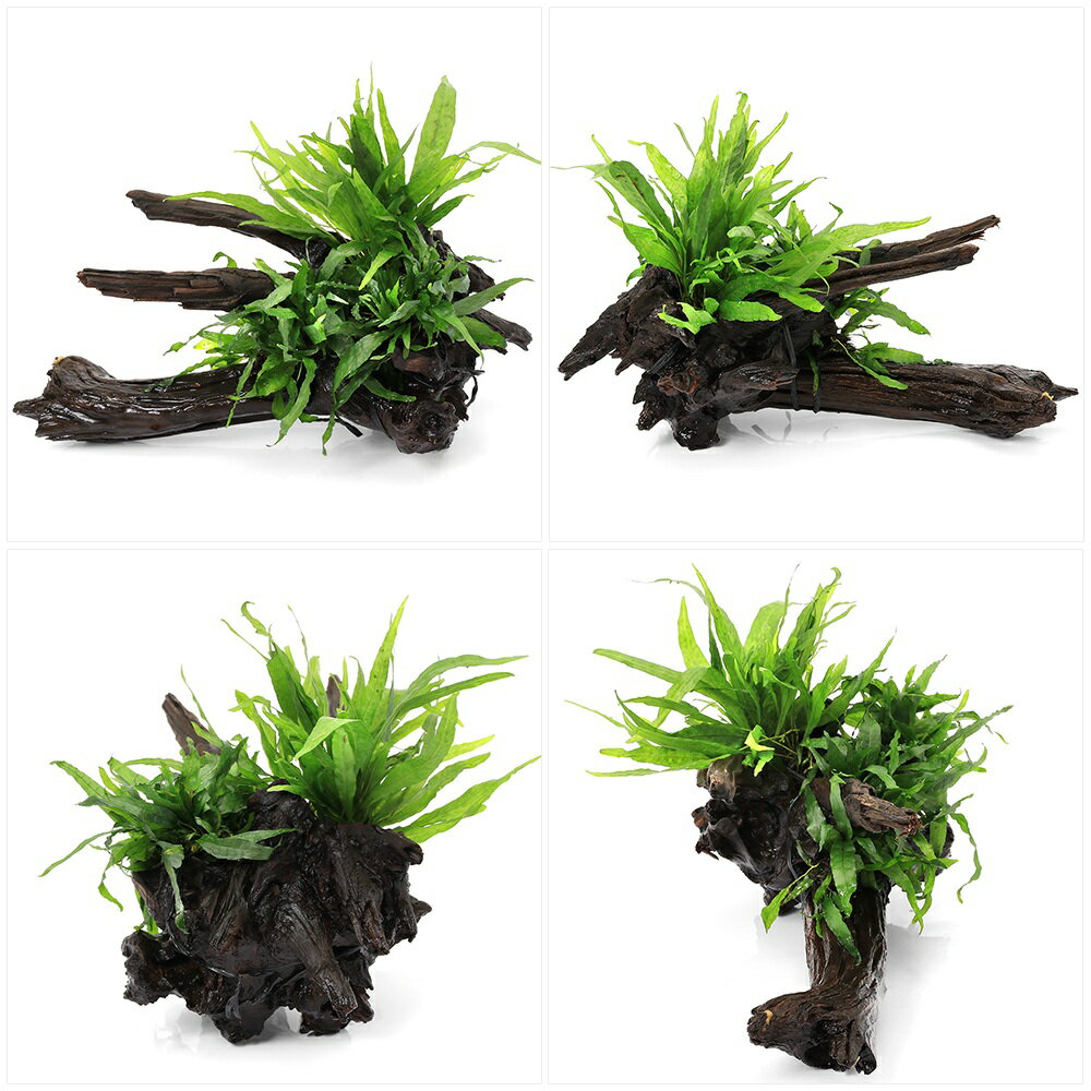 �ʿ���˰���ʪ���������ơ��ߥ������ꥦ�ࡡ�ץƥ��ץ��������ɥ꡼�ա��ץƥ��ץ����ʥ�����ή�ڡ�1�ġˡ�405622��