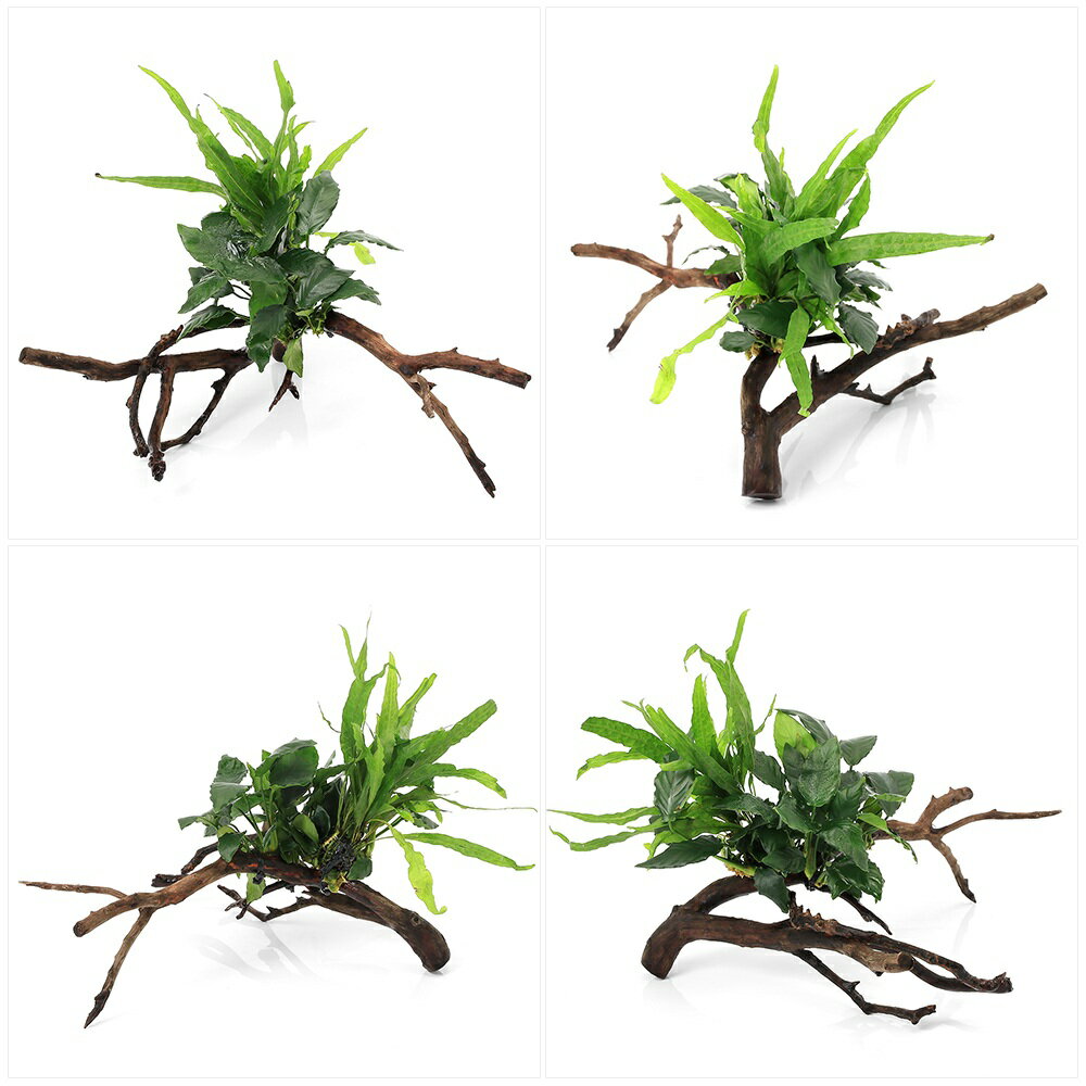 �ʿ���˰���ʪ���������ơ��ߥ������ꥦ�ࡡ�ץƥ��ץ��������ɥ꡼�ա����̥ӥ��������󥰥����ջ޾�ή�ڡ�1�ġˡ�405638��