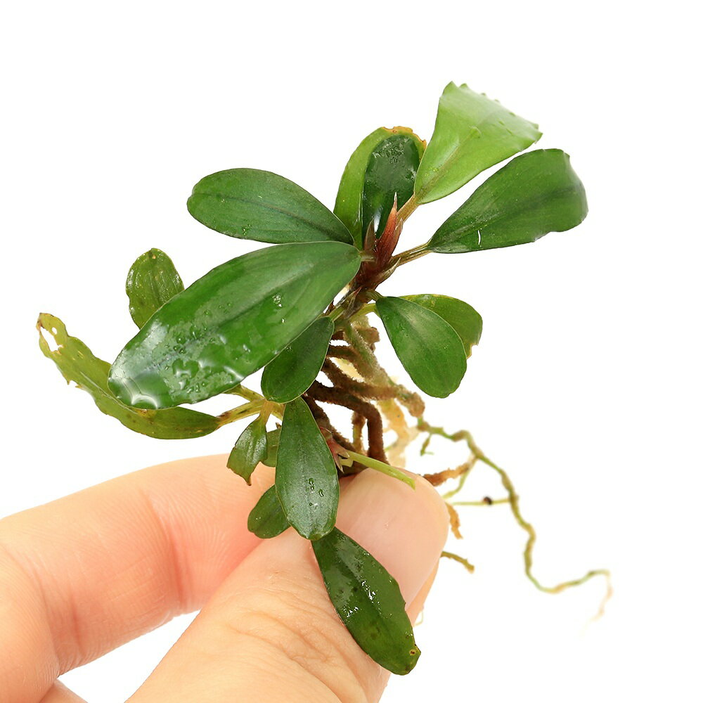 KN便のブセファランドラです！ブセファランドラsp．タイタン（水上葉）（1株）発送サイズ（株）草丈約5〜10cm程度葉の枚数4枚程度※入荷状況や育成状況によりサイズは変化いたします。残留農薬状態無農薬別名ブケファランドラ学名（※）Bucephalandra　sp．（※）…改良品種や学名が不明の種は流通名での記載の場合があります。分類サトイモ科（Araceae）ブセファランドラ属（Bucephalandra）分布カリマンタン島どんな種類？2024年11月に入荷したKN便のブセファランドラです。葉にウェーブがかかるブセファランドラです。サトイモ科（Araceae）の植物。クリプトのような葉が特徴的なボルネオ島の固有種です。本格的に認知され始めたのは2006年頃で、水中育成可能、クリプトコリネのように溶けない、コレクション性が高い点からレイアウトなどに盛んに使われ、一気に定番種として定着した種類です。水中葉はクリプトコリネのような葉を展開します。生長はクリプトコリネ同様に遅めです。葉縁が強く波立つものが多いです。サイズは5cm〜15cm程度と小型ですが、陸生向きの種類だと30cmと大型の種類もあります。様々な産地がリリースされており、レイアウトなど使用可能で、固有の特徴などを持っているため、コレクション性も高く人気も高いです。種類によりますが、多くのブセファランドラは水中育成も可能です。現地では渓流域などに群生しており、岩や流木などに活着しています。育成はそれ程難しくありません。ソイル、砂、大磯など幅広い底床を使用可能です。水槽内ではアヌビアス等が育成できる条件であれば、問題なく育成可能です。成長を促進するには、CO2添加はあったほうがよいでしょう。渓流域などに群生している所から、新しい水を好むため、水換え頻度を多くします。水中で育成していると仏炎苞（ぶつえんぽう）と呼ばれるサイトモ科独特の花を咲かせます。育成などには特に影響はありませんが、気になるようだったら根元からハサミ等で切り取ります。育成要件＆データ育成難易度　→　★★☆☆☆光量　　　　　→　60cm20W3灯以上（2400〜3000lm）CO2　　　　 →　1滴／3秒（60cm標準水槽相当）pH　　　　　　→　5〜7GH　　　　 　 →　0〜6kH　　　　　　→　0〜6温度　　　　　→　20〜28度底砂　　　　　→　ソイル、砂、大磯推奨水槽　　→　30cm以上植栽位置　　→　前□■■□□後草姿　　　　　→　サトイモ系最大草姿　　→　—生長速度　　→　遅め増殖方法　　→　株分かれ※…育成環境は一例です。必ずしもこの環境下であれば育つことを確約するものではございません。注意※発送サイズはおおよその目安です。育成状況や、成長の度合いによりサイズは異なります。※採取業者等のお問い合わせについて、ご回答できません。※ワイルド株のため葉の痛みがございます。Leaf　CO2　ボンベ　74g　1本　お一人様3点限り　炭酸ボンベ　汎用品　新瓶　二酸化炭素　水草育成　水草　水草水槽魚が簡単に飼える　リーフプロソイル　ノーマル　3L　熱帯魚　用品　お一人様9点限り（熱帯魚）オトシンクルス（3匹）　北海道・九州航空便要保温（エビ・貝）おまかせカノコ貝（3匹）　北海道・九州航空便要保温（水草）おまかせ水草詰め合わせパック　6種（計60本）（水上葉）（無農薬）（1パック）水草トリミング3点セット（水草）置くだけ簡単　ゼオライトリング（グレー）おまかせ水草5種（水上葉）（無農薬）（計5個）（水草）ミニサイズ　Plants　Arrangement　ザ　ボンサイ（水上葉）（無農薬）（1個）（熱帯魚）ビギナー向けおまかせコリドラス（5匹）　北海道・九州航空便要保温イオン交換樹脂　軟水用　1L　アクアリウム用品　Leaf風山石　SSサイズ　約3〜8cm　3個　形状お任せ　アクアリウム　レイアウト素材黒溶岩石　SSサイズ　約5〜8cm　3個　形状お任せ　アクアリウム　レイアウト素材　溶岩石煮込み済み　塊状流木　SSサイズ　約10〜15cm　1本　形状お任せ　アクアリウム　レイアウト素材　流木 … PF_SPQ　水草　陰性水草　低光量　水上葉　KN便　KN　サトイモ科　Araceae　ブセファランドラ属　Bucephalandra　タイタン　　活着　活着水草　ワンポイント　ブセファランドラsp．　040水上ブセ　y26m04　2026zenki　20260412　DS■この商品をお買い上げのお客様は、下記商品もお買い上げです。※この商品には付属しません。■Leaf　CO2　ボンベ　74g　1本　お一人様3点限り　炭酸ボンベ　汎用品　新瓶　二酸化炭素　水草育成　水草　水草水槽魚が簡単に飼える　リーフプロソイル　ノーマル　3L　熱帯魚　用品　お一人様9点限り（熱帯魚）オトシンクルス（3匹）　北海道・九州航空便要保温（エビ・貝）おまかせカノコ貝（3匹）　北海道・九州航空便要保温（水草）おまかせ水草詰め合わせパック　6種（計60本）（水上葉）（無農薬）（1パック）水草トリミング3点セット（水草）置くだけ簡単　ゼオライトリング（グレー）おまかせ水草5種（水上葉）（無農薬）（計5個）（水草）ミニサイズ　Plants　Arrangement　ザ　ボンサイ（水上葉）（無農薬）（1個）（熱帯魚）ビギナー向けおまかせコリドラス（5匹）　北海道・九州航空便要保温イオン交換樹脂　軟水用　1L　アクアリウム用品　Leaf風山石　SSサイズ　約3〜8cm　3個　形状お任せ　アクアリウム　レイアウト素材黒溶岩石　SSサイズ　約5〜8cm　3個　形状お任せ　アクアリウム　レイアウト素材　溶岩石煮込み済み　塊状流木　SSサイズ　約10〜15cm　1本　形状お任せ　アクアリウム　レイアウト素材　流木