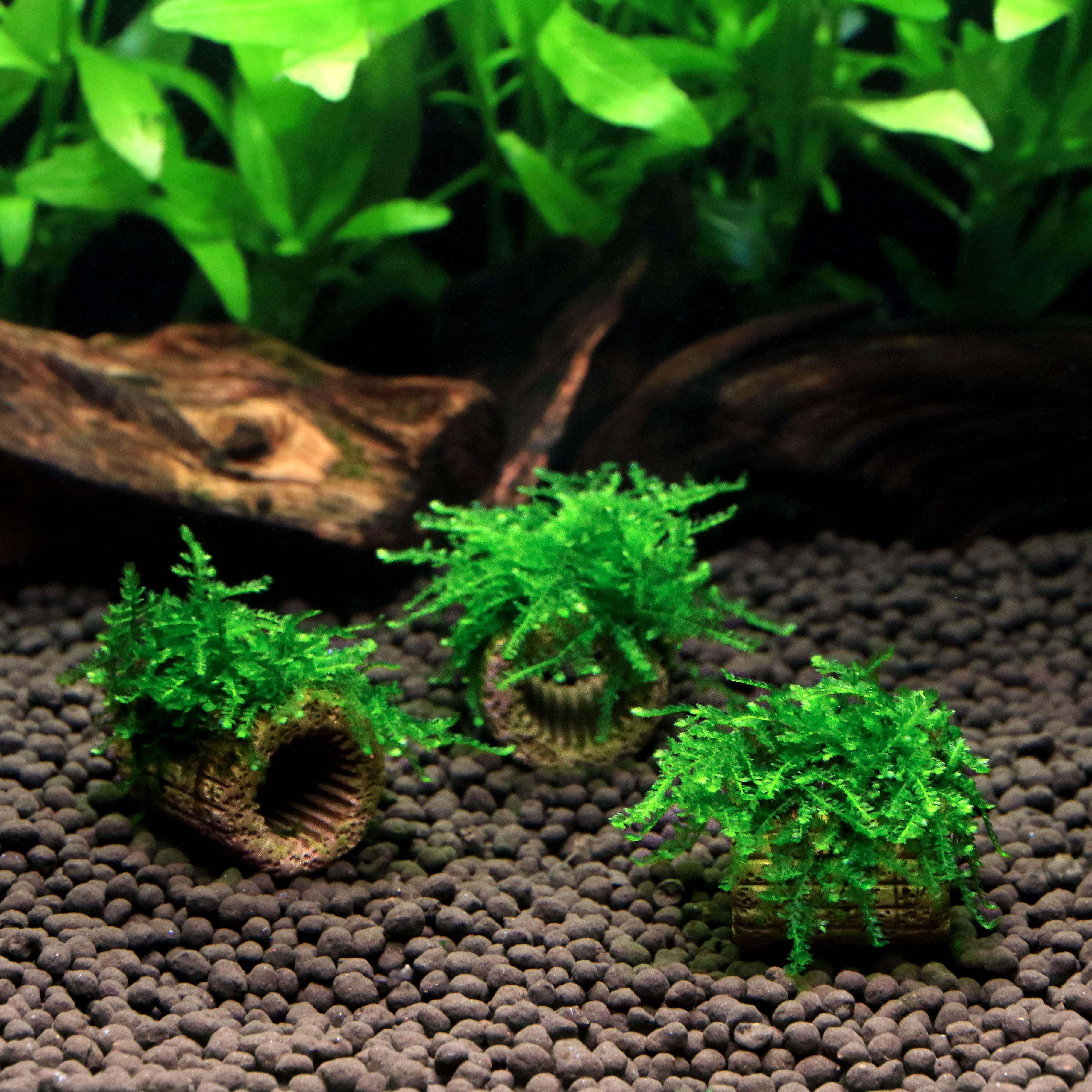 （水草）育成済み　ライフマルチ（茶）モスsp．パルケータスエマス　ハードタイプ（水中葉）（無農薬）（1個）