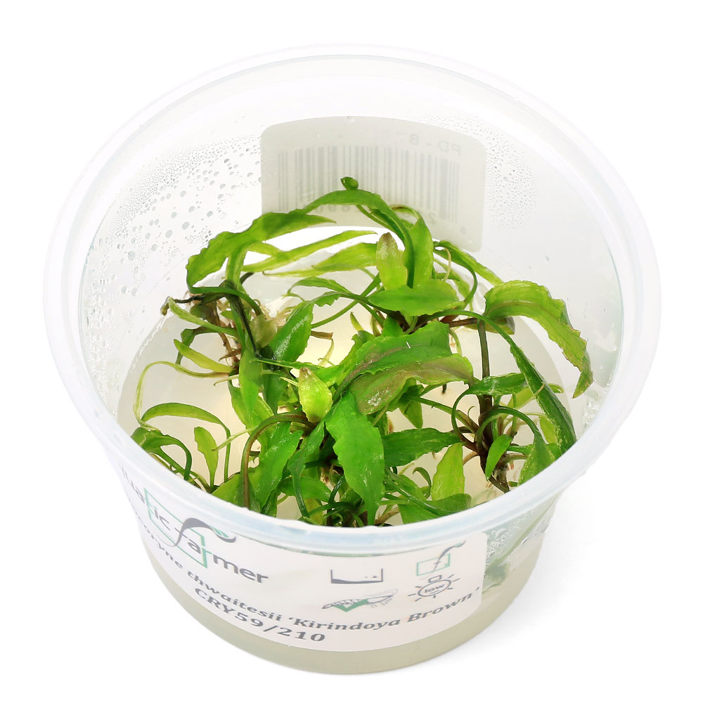 （水草）組織培養　ATF　クリプトコリネ　スワイテシー　Kirindoya　Brown（無農薬...