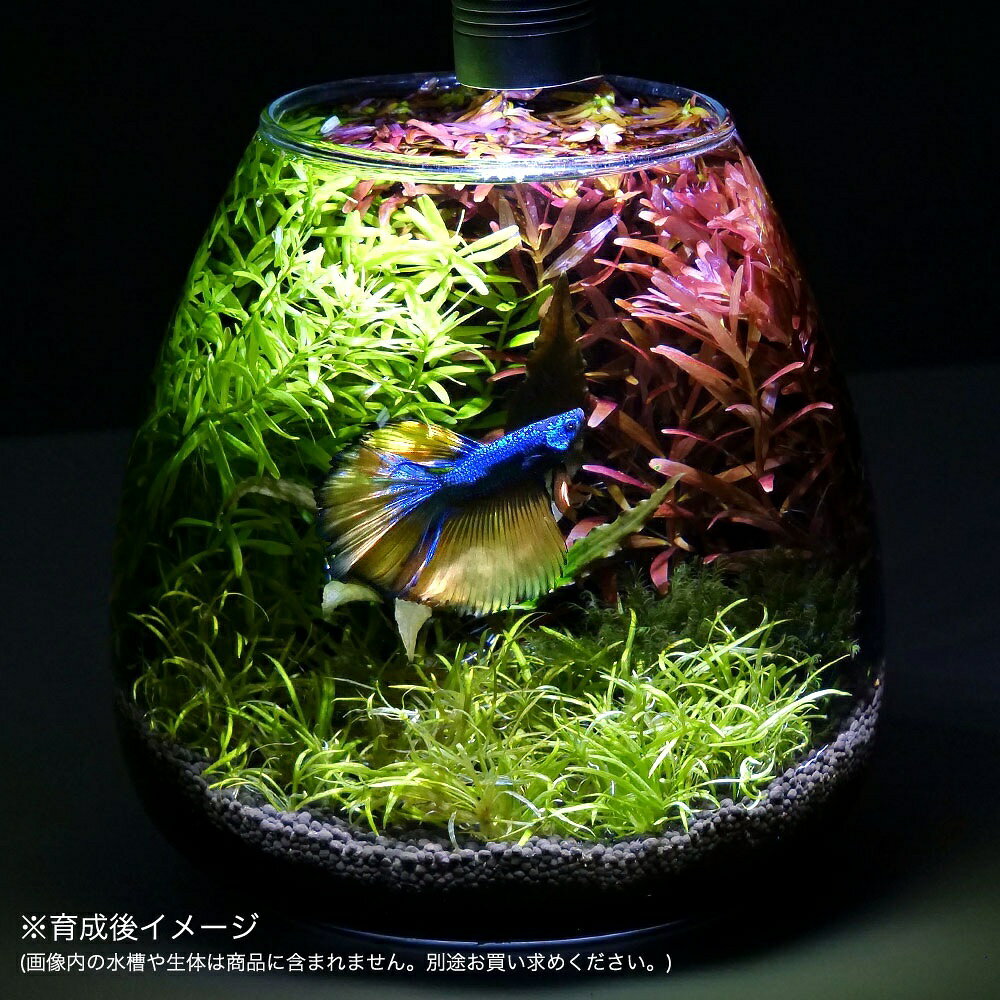商品画像2
